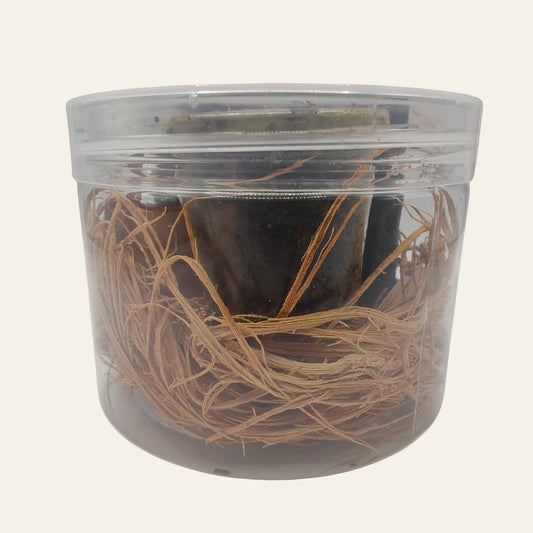 Savon de chance rapide - ALAJEYA